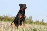 BEAUCERON 541